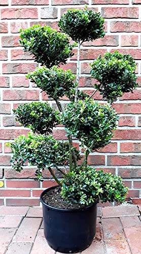 Gartenbonsai, Bonsai, Ilex crenata Glorie Gem (Höhe: 90-100 cm) + Dünger von Pflanzen Böring