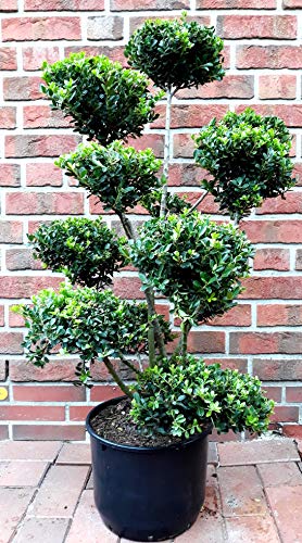 Gartenbonsai, Höhe: 130-140 cm, Ilex crenata Glorie Gem, Bonsai + Dünger von Pflanzen Böring