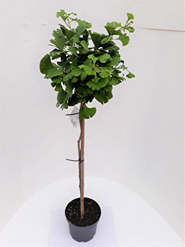Ginkgo biloba Mariken - Stämmchen, Kugel-Ginkgo, Höhe: 110-120 cm + Dünger von Pflanzen Böring