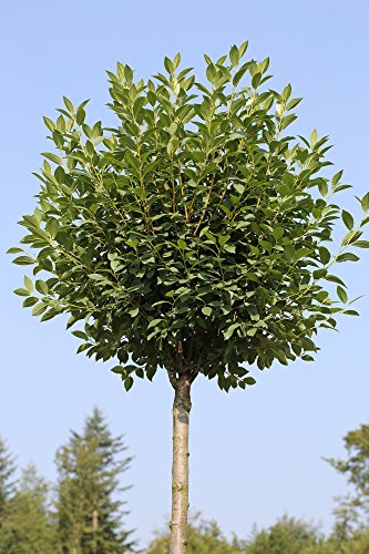 Kugelkirsche, Stämmchen, Höhe: 180-190 cm Prunus fruticosa Globosa, Steppenkirsche + Dünger von Pflanzen Böring