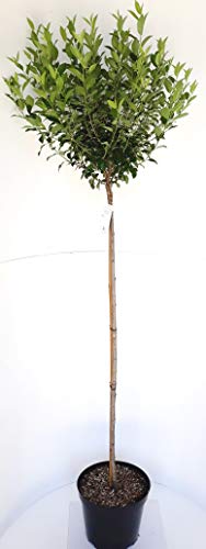Kugelkirsche, Stämmchen, Prunus fruticosa Globosa, Steppenkirsche, Höhe: 250 cm (Stammhöhe: 180 cm) + Dünger von Pflanzen Böring