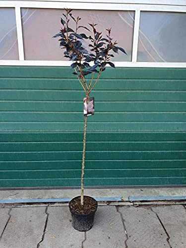 Prunus serrulata Royal Burgundy auf Stamm - Japanische Nelkenkirsche, Höhe: 180-190 cm + Dünger von Pflanzen Böring