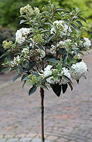 Schneeball-Stämmchen, Viburnum Eskimo, Höhe: 110-120 cm + Dünger von Pflanzen Böring