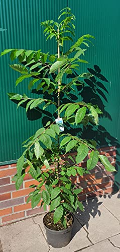 Tausendblütenstrauch, Bienenbaum, Euodia hupehensis, Höhe: 120-130 cm + Dünger von Pflanzen Böring