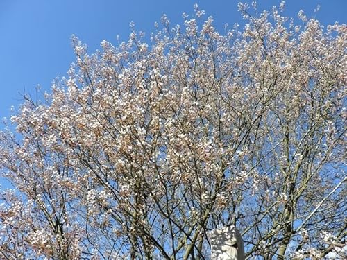 1 Stück Kupfer-Felsenbirne (Amelanchier lamarckii) im Container 60-100 cm von Pflanzen-Discounter24.de