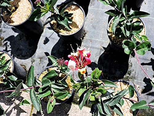 1 Stück Lonicera serotina (Jelängerjelieber/Duftgeißblatt) Topfware 60-100 cm hoch, von Pflanzen-Discounter24.de