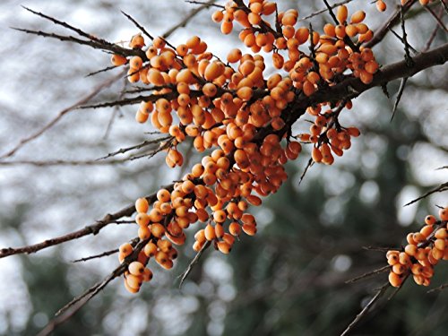 1 Stück selbstbefruchtender Sanddorn Friesdorfer Orange (Hippophae rhamnoides) im Container 60-100 cm von Pflanzen-Discounter24.de