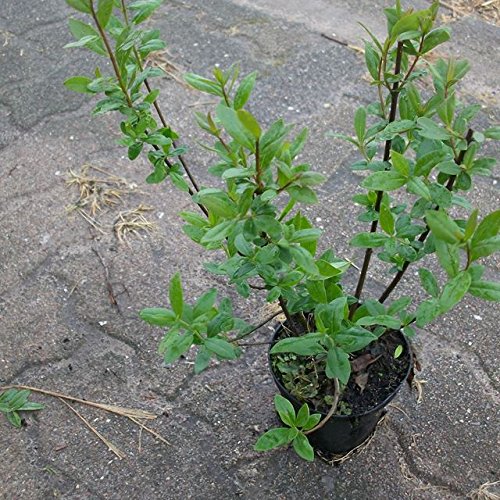 10 Stk. Schwarzgrüner Liguster 'Atrovirens' - (Ligustrum vulgare 'Atrovirens')- im Topf- 20-35 cm von Pflanzen-Discounter24.de