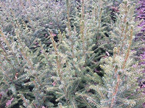 25 Stück Serbische Fichte - (Picea omorika), Topfware 15-25 cm. 3 jähr. von Pflanzen-Discounter24.de