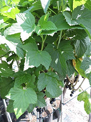 3 Stck. Ribes nigrum 'Titania' - (Johannisbeere 'Titania')- Containerware 40-60 cm von Pflanzen-Discounter24.de