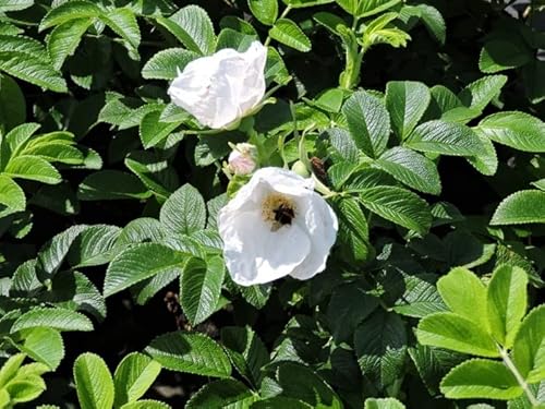 3 Stück Apfelrose, Hagebutte, Kartoffelrose Alba (Rosa rugosa Alba) Containerware 30-40 cm von Pflanzen-Discounter24.de