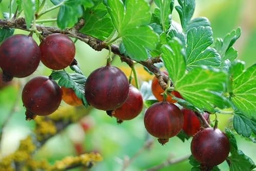 3 Stück rote Stachelbeere Redeva (Ribes uva-crispa) Containerware Hochstamm 80-90 cm von Pflanzen-Discounter24.de