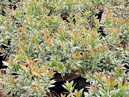 5 Stück japanische Lavendelheide little Heath (Pieris japonica) Topfware 10-15 cm von Pflanzen-Discounter24.de