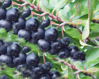 Apfelbeere 'Nero' - (Aronia melanocarpa 'Nero)- Cont. 40-60 cm von Pflanzen-Discounter24.de