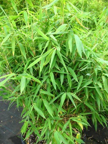 Bambus China Rohrgras Fargesia murielae Jumbo 60-100 cm hoch im 5 Liter Pflanzcontainer von Pflanzen für Dich