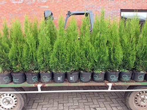 Edel Thuja Smaragd, Lebensbaum Heckenpflanze im Topf gewachsen 80-100cm von Pflanzen Für Dich