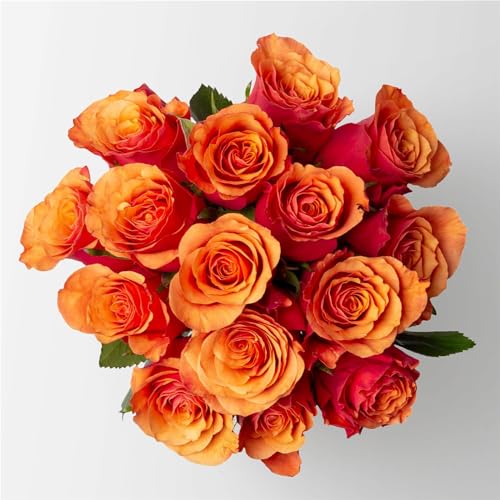 Blumenbund mit Rosen 'Espana, orange-rot, 15er-Bund, inkl. gratis Grußkarte von Pflanzen Kölle