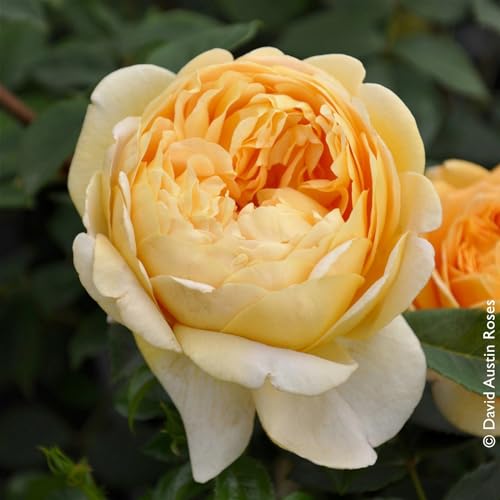 Englische Rose „Golden Celebration“ von David Austin - goldgelb blühende, duftende Topfrose im 6 L Topf - frisch aus der Gärtnerei - Pflanzen-Kölle Gartenrose von Pflanzen Kölle