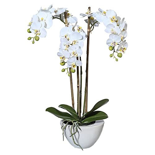 Pflanzen Kölle Kunstpflanze Mini-Orchidee Phalaenopsis weiß, in Keramikschale, ca. 51 cm von Pflanzen Kölle