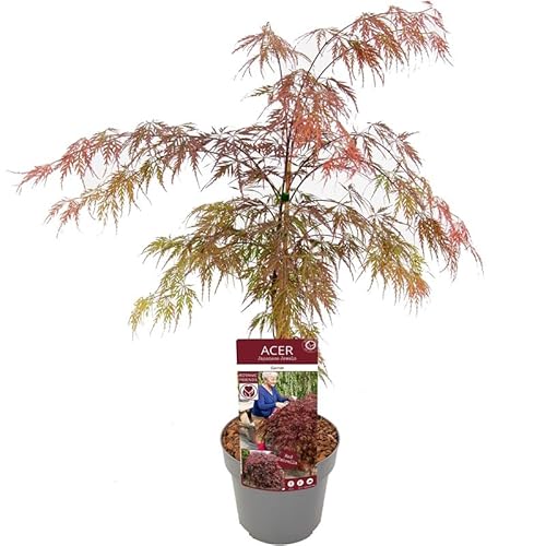 Ahorn palmatum Garnet- roter japanischer Fächerahorn - der meistverkaufte Ahorn WELTWEIT verschiedene Größen (50-60cm - 3ltr.) von PflanzenFuchs