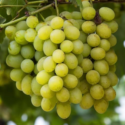 Beliebte Weinrebe - Vitis Bianca - 60-80cm 2Ltr. [4073] von PflanzenFuchs