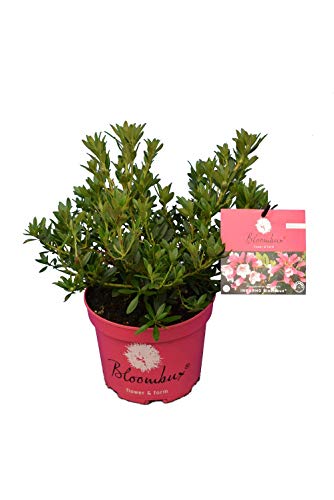 Bloombux magenta - Rhododendron micranthum Microhirs - Gesamthöhe 20-30 cm - 0,5 Liter Topf - 5 Stück von PflanzenFuchs