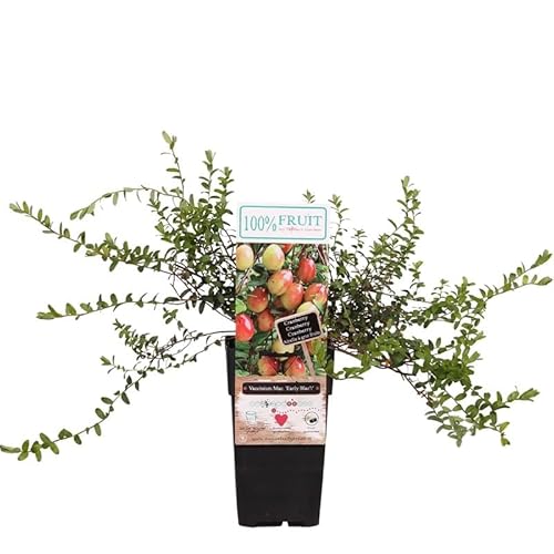 Cranberry - Vaccinium macrocarpon Early Black - Gesamthöhe 30-40 cm - 2 Liter Topf [7858] von PflanzenFuchs