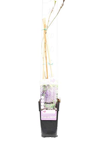 Japanischer Blauregen - Wisteria floribunda Naga Noda - Gesamthöhe 70-90 cm - 2 Liter Topf [6911] von PflanzenFuchs