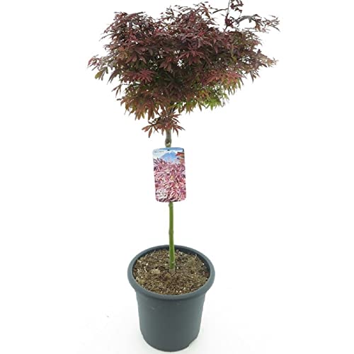 Japanischer Fächerahorn - Ahorn Baum - Acer palmatum Shaina - Stamm 60-80 cm - Gesamthöhe 110-130 cm - Topf 15 ltr [9048] von PflanzenFuchs
