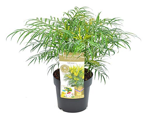 Rarität - Dornlose Mahonie - Mahonia Eurybracteata 'Soft Caress' - 35-45cm Topf Ø 13cm von PflanzenFuchs