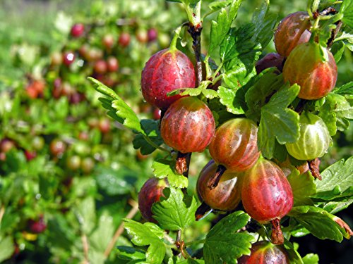 Rote Stachelbeere - Ribes uva-crispa Hinnonmäki röd - 60-80cm 2 Ltr. Topf [4613] von PflanzenFuchs