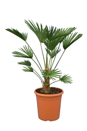 Wagnerpalme Frosty - Hanfpalme - Trachycarpus wagnerianus Frosty - Gesamthöhe 70-90 cm - Topf Ø 26 cm [7805] von PflanzenFuchs