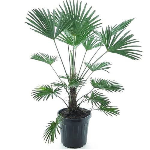 Wagnerpalme - Hanfpalme - Trachycarpus wagnerianus - Gesamthöhe 130-150 cm - Topf Ø 32 cm von PflanzenFuchs
