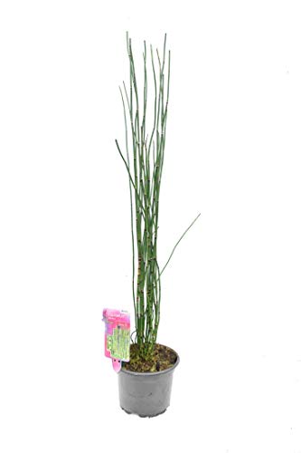Wasser-/Teichpflanze Japanischer Schachtelhalm - Equisetum japonicum - 80-100cm Topf Ø 17cm von PflanzenFuchs
