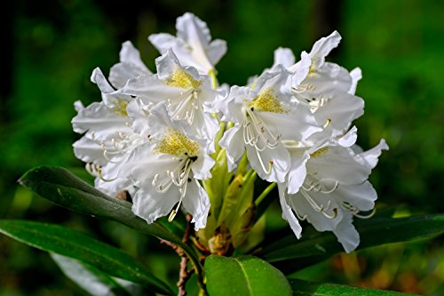 Weiße Alpenrose - Rhododendron Cunningham's White - 50-60cm im 5 Ltr. Topf von PflanzenFuchs