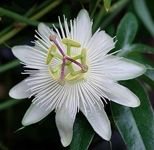 Weiße Passionsblume - Passiflora caerulea Constance Elliot - 60-80cm 2 Ltr. Topf [5028] von PflanzenFuchs