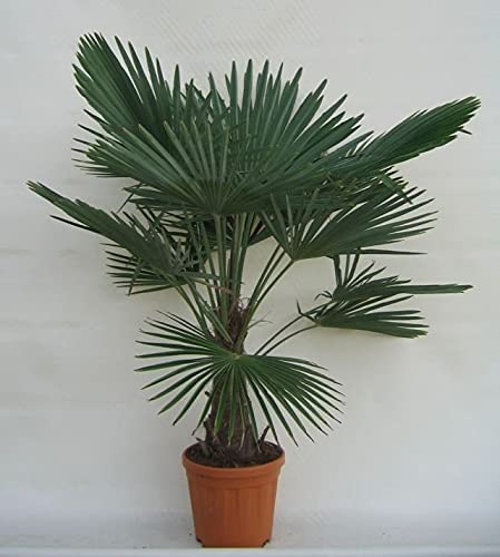 Winterharte Hanfpalme - Trachycarpus fortunei - Gesamthöhe 120-140 cm - Stamm 25-35 cm - Topf Ø 31 cm [8025] von PflanzenFuchs