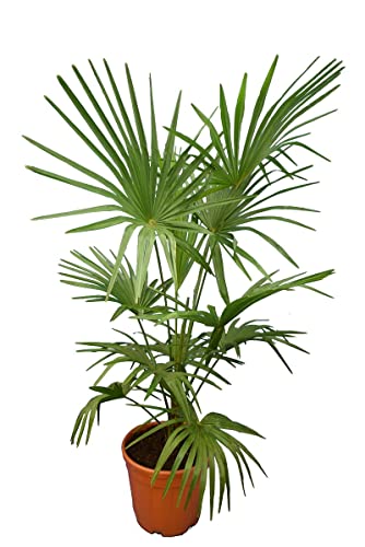 Winterharte Hanfpalme XL - Trachycarpus fortunei - Gesamthöhe 140-160 cm - Topf Ø 36 cm von PflanzenFuchs