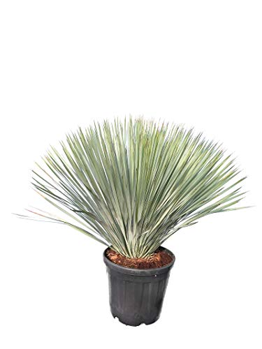 Yucca rostrata - Blaublättrige Yucca - Gesamthöhe 100-120 cm - Topf Ø 40 cm - Palette von PflanzenFuchs