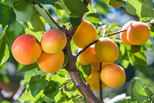 1 Aprikose " Ungarische Beste" 120-150cm im großem Topf Aprikosen Obst Busch Prunus armeniaca inkl. Dünger von Pflanzhits