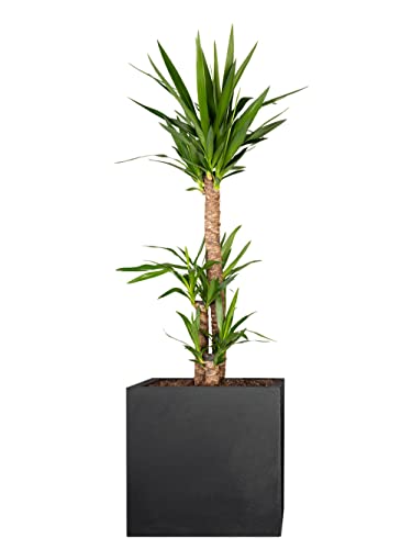 PFLANZWERK® Pflanzkübel Pflanzen - Riesen Palmlilie Yucca Elephantipes 100cm - 1 Stück - Zimmerpflanze - Speziell für Blumentöpfe Blumenkübel *Exklusive Züchtung* *Premium Markenqualität* von Pflanzwerk