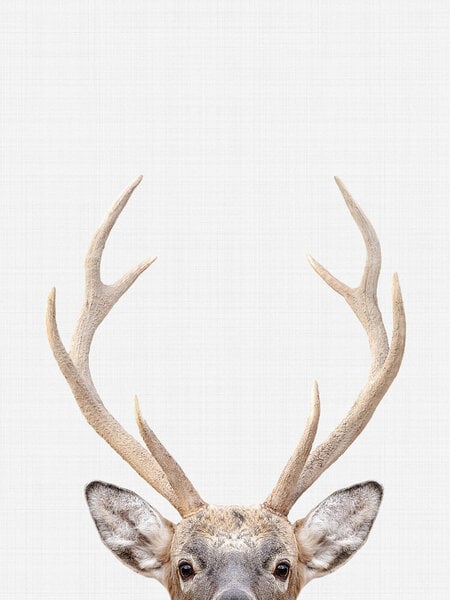 Photocircle Poster / Leinwandbild - Deer von Photocircle