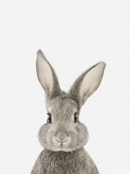 Photocircle Poster / Leinwandbild - Rabbit von Photocircle