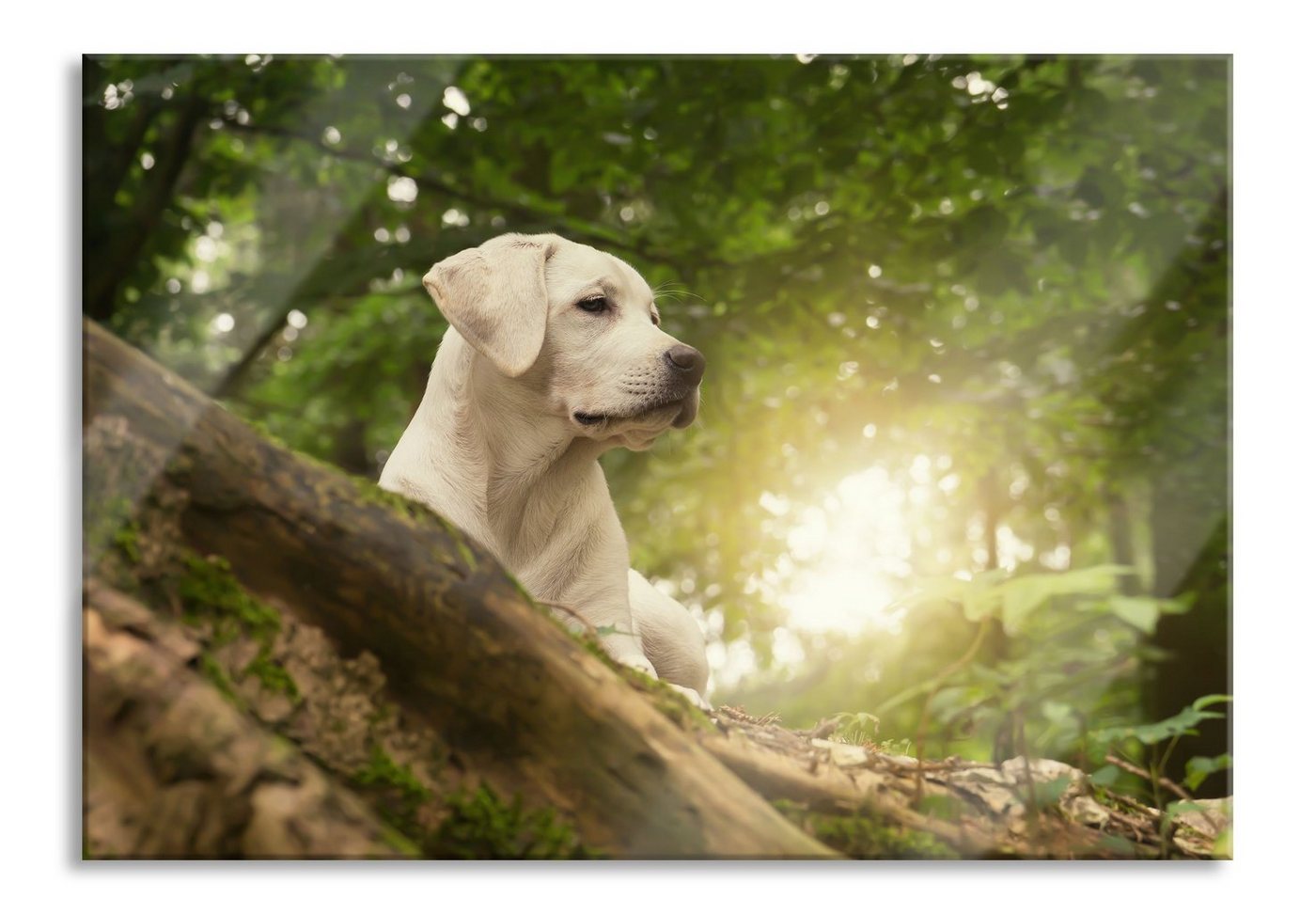 Pixxprint Glasbild Labrador Welpe im Wald, Labrador Welpe im Wald (1 St), Glasbild aus Echtglas, inkl. Aufhängungen und Abstandshalter von Pixxprint