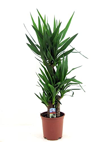Plant in a Box - Yucca Elephantipes - Palmlilie - Palme Zimmerpflanze groß - Topf 21cm - Höhe 70-80cm von Plant in a Box