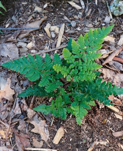Dryopteris dilatata - Wald-Farn P 0,5, Schattenliebend, Winterhart, Immergrün, Pflegeleicht, Ideal für Gartengestaltung von PlantaPro