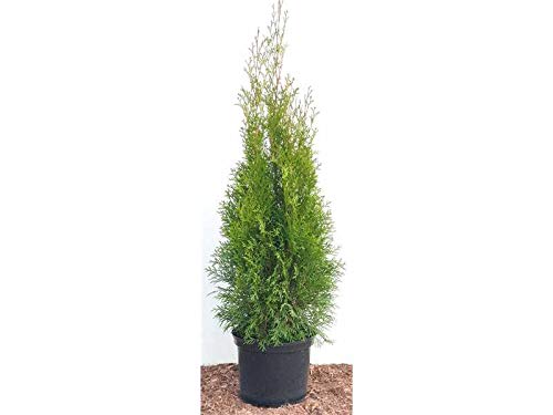 Edel Thuja Smaragd immergrüner Lebensbaum Heckenpflanze Zypresse im Topf gewachsen 80-100cm (15 Stück) von PlantaPro