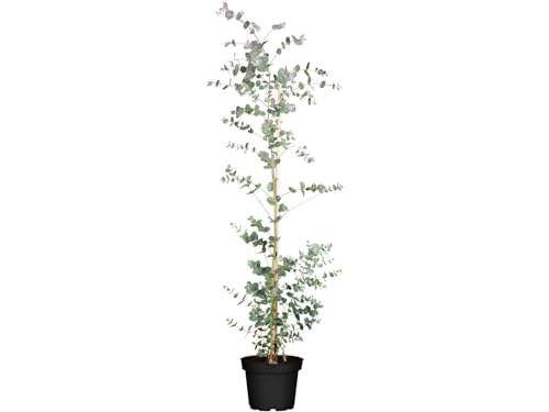 Eukalyptus 'Silver Dollar' 60-80cm - Eucalyptus gunnii, winterhart & immergrün, für Garten & Topf von PlantaPro
