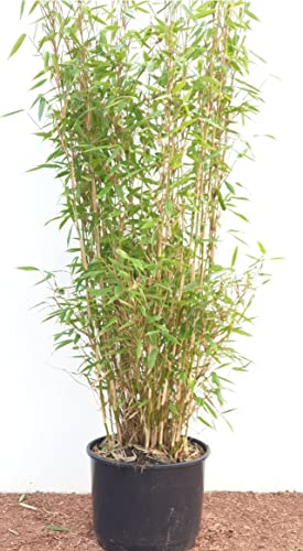 Fargesia murieliae 'Jumbo' C 60-100 cm reine Pflanzhöhe, Bambus,winterhart, saftiges Grün, keine Ausläufer, deutsche Baumschulqualität, im Topf für optimales anwachsen von PlantaPro