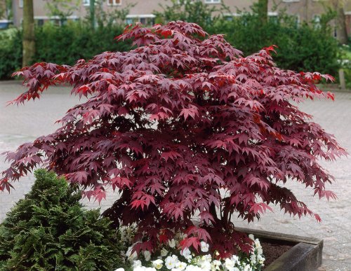 Großblättriger roter Japanischer Fächerahorn Gartenpflanze 1 Stück im Topf gewachsen von PlantaPro